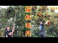 #79 Vlog｜又到了我家採紅毛丹的季節了～家的前院後院都長滿了！雪碧可樂紅毛丹！