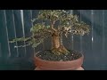 Jangan lupa saksikan live streaming difacebook risman tanaman bonsai yang akan kita jual cek vidio