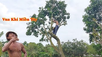 Vua Khỉ Miền Tây cưa cây Xoài Đài Loan lâu năm. Cutting mango tree.