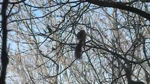 The Nest