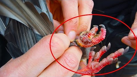 pigeon videos a string stuck to the foot of his pigeon