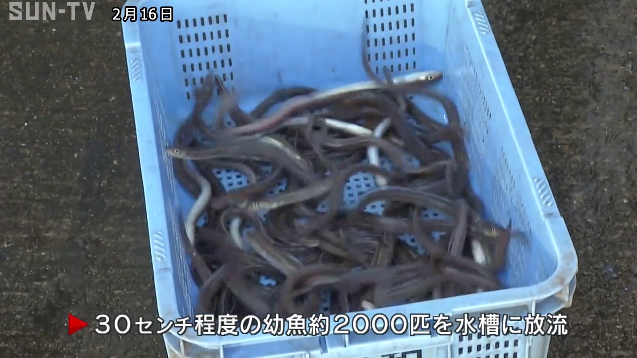 ヘルシーな塩田名物 養殖アナゴ 池入れ Youtube ヘルシーな塩田名物 養殖アナゴ 池入れ Youtube