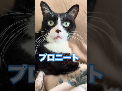 『プロニート』シニア猫　#ねこのいる生活 #ねこのいる暮らし #高齢猫 #catshorts #seniorcats