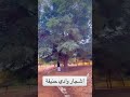 شجرة القرض Eidmubarak اكسبلور Foryou تصويري Eidspecial لايك دويتو