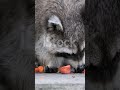 Еноты 10