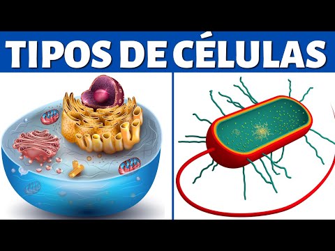 Tipos de células: eucariotas y procariotas (organelos celulares y diferencias)🦠