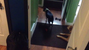 VERY fast doggo running at incredible hihg speed