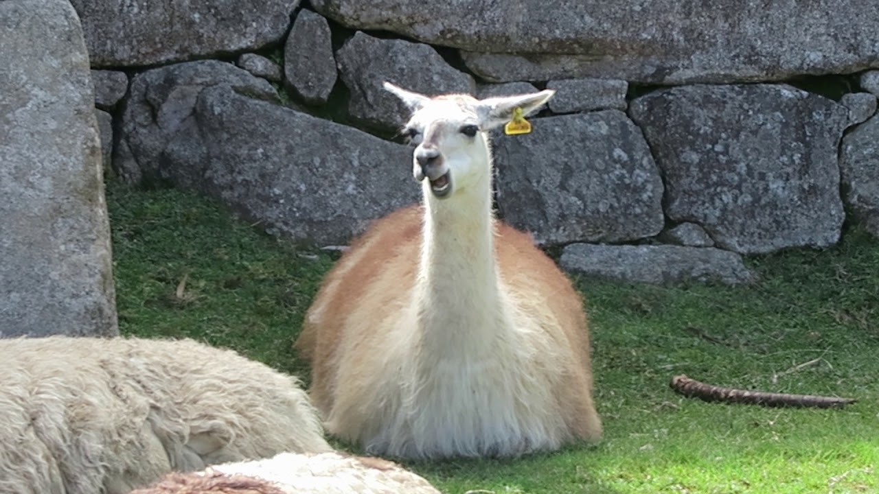 リャマの口 Llama S Mouth Youtube リャマの口 Llama S Mouth Youtube