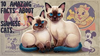 10 Amazing fats About Siamese cats. by The Cat Connoisseur's Channel 157 views 1 month ago 3 minutes, 41 seconds