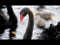 Black Swan cygnets at Bibler Garden.