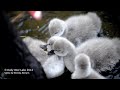 Black Swan cygnets at Bibler Garden.