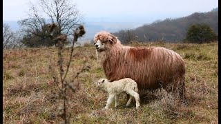 Oile BALE și 230 de CÂRLANII a d-lui Dedeanu din Dorolea / Mastiff SPANIOL rănit grav de URS 2021 II