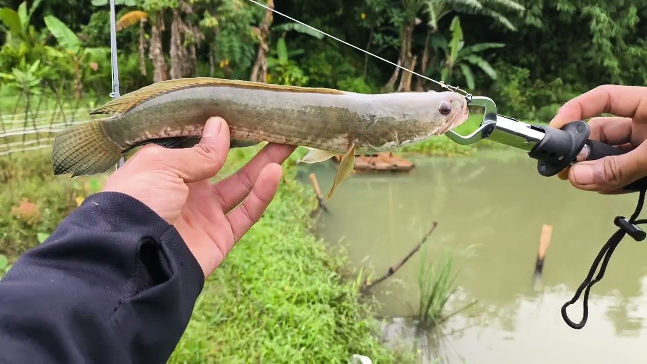 macing cesting gabus 