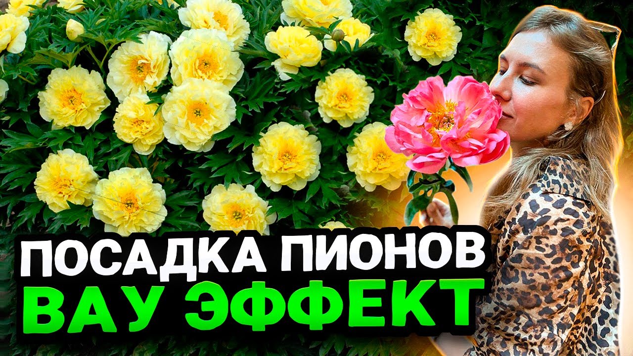 КАК ПРАВИЛЬНО САЖАТЬ ПИОНЫ - СОВЕТЫ ЛАНДШАФТНОГО ДИЗАЙНЕРА - YouTube