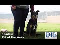 Pet of the Week: Shadow -- 8.29.18