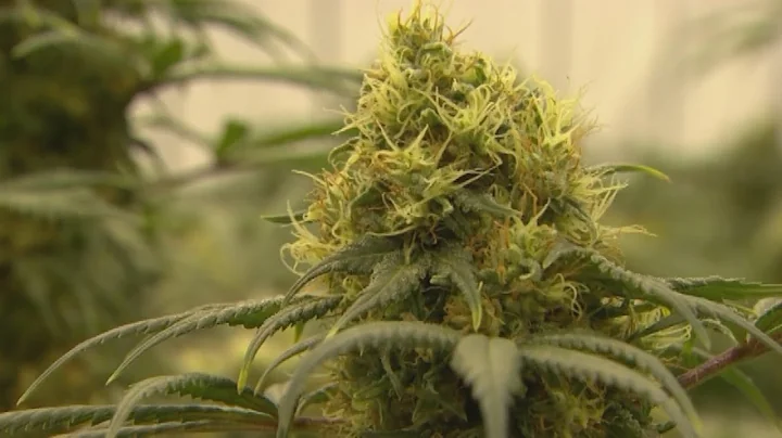 Special session to discuss legalizing recreational marijuana begins Tuesday