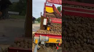 #récolte #patates #pommedeterre #tracteur #triage #2023 #agricole #agriculture #valtra #campagne