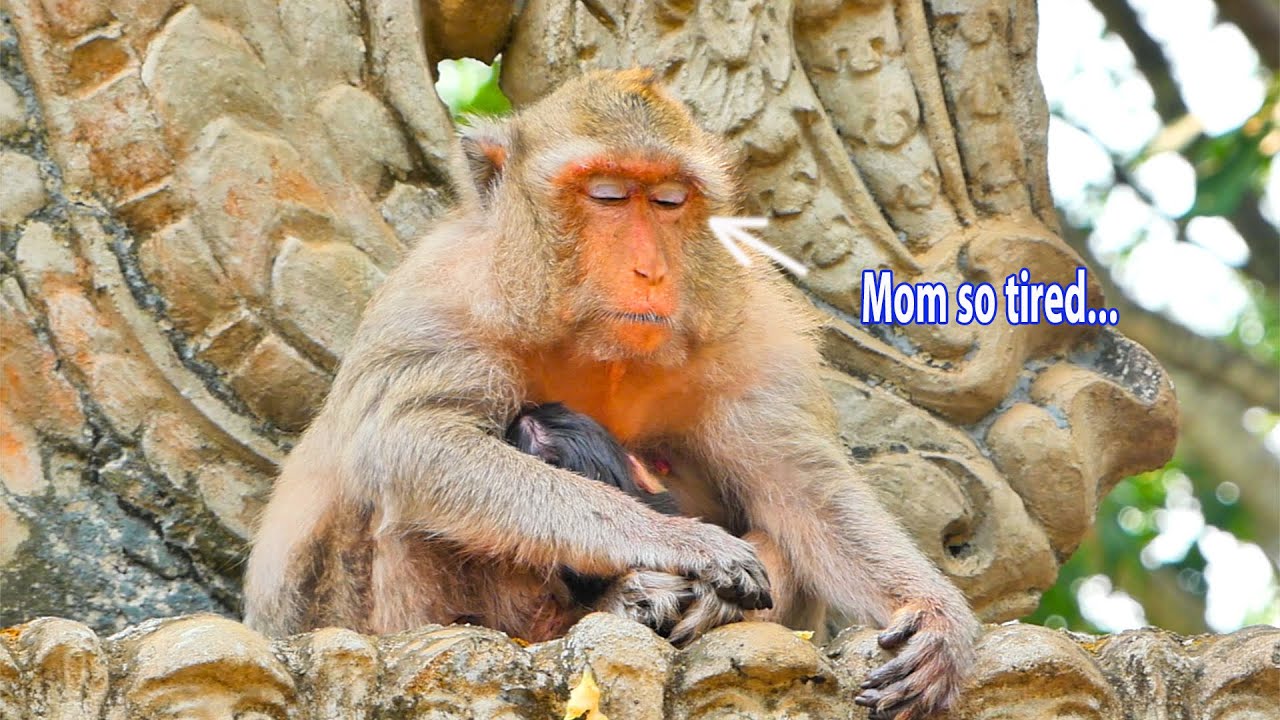 Update News After Give Birth Newborn Baby Monkey Mom CHARLINA Is So update-news-after-give-birth-newborn-baby-monkey-mom-charlina-is-so