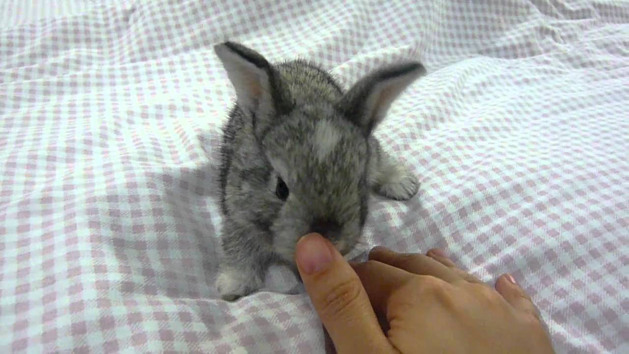 sweetest and cutest grey bunny rabbit ever - YouTube