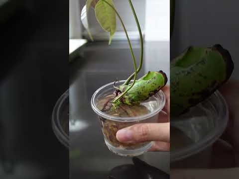 วีดีโอ: ทำไม houseplants ถึงตาย: วิธีการบันทึกพืชในร่มจากการตาย