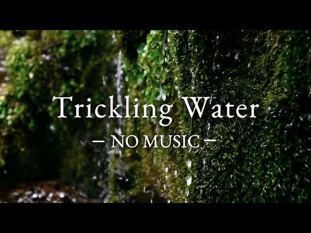 ⁣- NO MUSIC - 3 Hours of  Pure Trickling Water Sounds