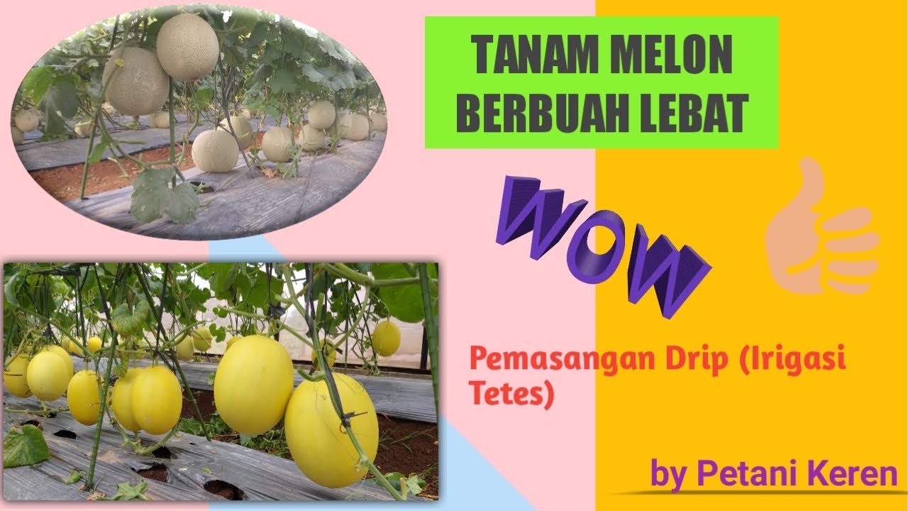 Pasang Selang Drip untuk Tanam Melon