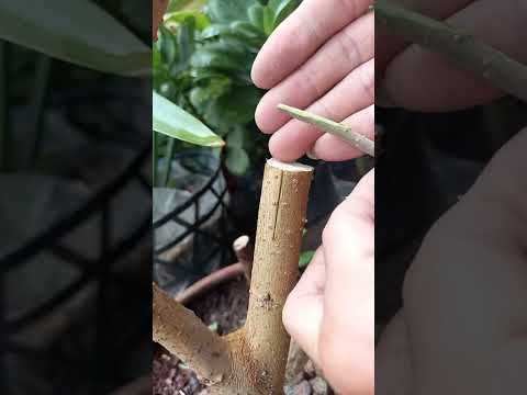 Kỹ thuật ghép và chăm sóc cây mới nhất – The latest technique of grafting and tree care #0890