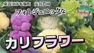 【お野菜ハンターず】色んなカリフラワー　東近江市　安井農園