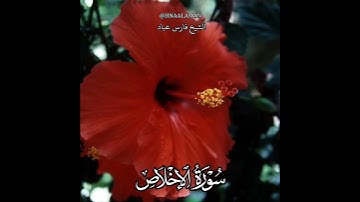 سورة الإخلاص | الشيخ فارس عباد، استغفر الله العظيم واتوب اليه، تلاوه خاشعه(3)