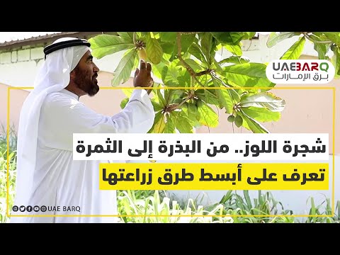 فيديو: العناية بشجرة اللوز: تعرف على كيفية زراعة شجرة اللوز