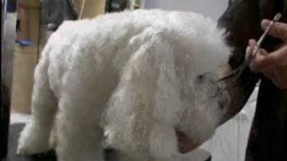 Dogs 101: Havanese by JDACanimalblog 147,536 views 14 years ago 4 minutes, 28 seconds