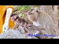 Gorgeous Mommy....Melona Monkey Never Careless For Her Baby while Training Him Walk On Higher Place