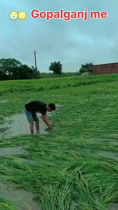 kisan 😭 ka #mehnat huwa nuksan #trending #shorts #viral #video