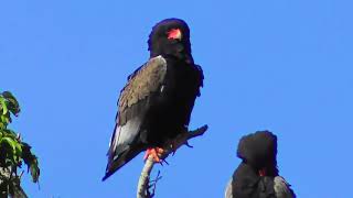 Bateleur Eagle: Nature's most colourful eagle.