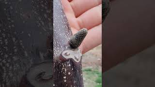 Cevizde Erkek Çiçek