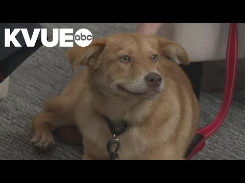 Meet Cassie, a dog available to adopt from the Austin Humane Society | Pet of the Week