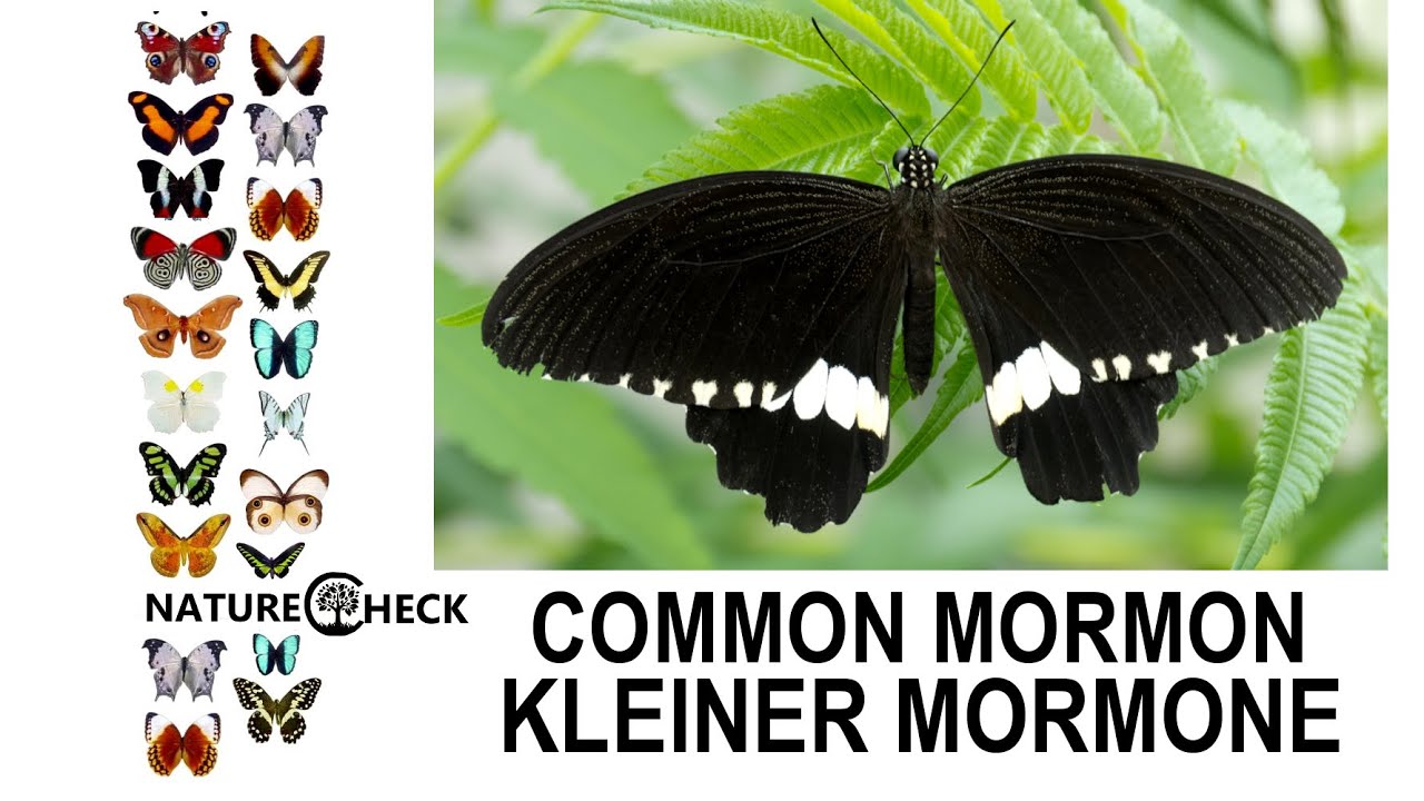 faltering fullback Kleiner Mormone - Common Mormon