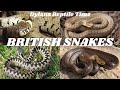 British Snakes - Dylan's Reptile Time