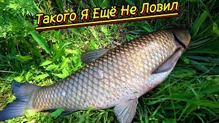 видео: Белый Амур-Монстр на Рогатку — Адреналин зашкаливал! #2025#рекомендации#youtube#top#рыбалканарогатку картинка: Белый Амур-Монстр на Рогатку — Адреналин зашкаливал! #2025#рекомендации#youtube#top#рыбалканарогатку