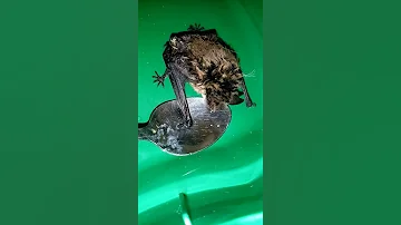 Летучая мышь пьёт водичку