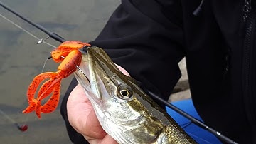 Vissen met de Carolina en Texas Rig