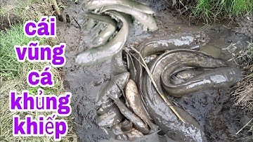 Bắt CÁ CẠN , Đường Nước Ruộng,Khi Mùa Lúa Chín , Không Ngờ Cá Nhiều Ghê | Nhái Miền Tây
