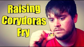 How to Increase Survival Rate When Raising Corydoras Fry