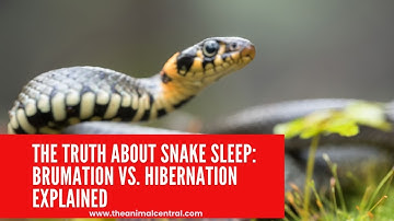 The Truth About Snake Sleep Brumation vs  Hibernation Explained