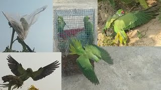 Easy parrot trap using Glue. and unique Parrot trap.