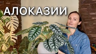 видео: Обзор растений | Размещение, освещение, грунт, уход | 21 сорт | Алоказия картинка: Обзор растений | Размещение, освещение, грунт, уход | 21 сорт | Алоказия