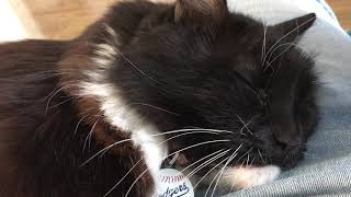 Purring Giant Mixed Maine Coon Tuxedo Cat ASMR | Turn Up Your Volume