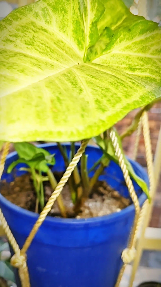 Let s Use Expired Coffee Grounds For Plants plants coffeegrounds let-s-use-expired-coffee-grounds-for-plants-plants-coffeegrounds