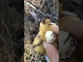 Butter mushroom.Маслюк звичайний, їстівний гриб.