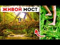 В Индии строят живые мосты из корней деревьев, которые могут служить более 500 лет